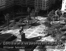 Aves rapaces de Intercepta Uruguay realizando control de plagas en la plaza independencia, Montevideo, Uruguay.