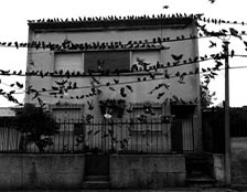 Muchisimas palomas ocupan el frente de una casa, sus pretiles, y posan sobre el cable de alta tensión.