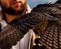 Halcón Peregrino, Cetreria en Uruguay. Control de aves.