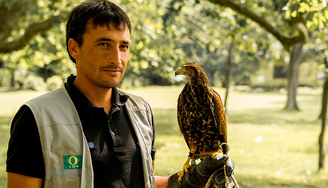 Control de palomas en Uruguay.