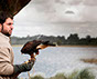 Halcón Peregrino, Cetreria en Uruguay. Control de aves.