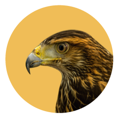 Gavilán Mixto Parabuteo Unicinctus