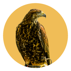 Gavilán Mixto. Parabuteo Unicinctus, en Uruguay. Cetrería