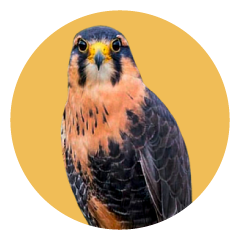 Halcón Aplomado. Falco Femoralis. Cetrería