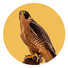 Falco Peregrinus Cassini. Halcón Peregrino en Uruguay. Cetreria