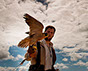 Halcón Peregrino, Cetreria en Uruguay. Control de aves.