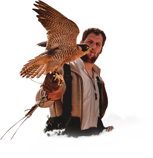 Control de aves en Uruguay. Manuel Maier con el Halcón Peregrino. Cetrería.